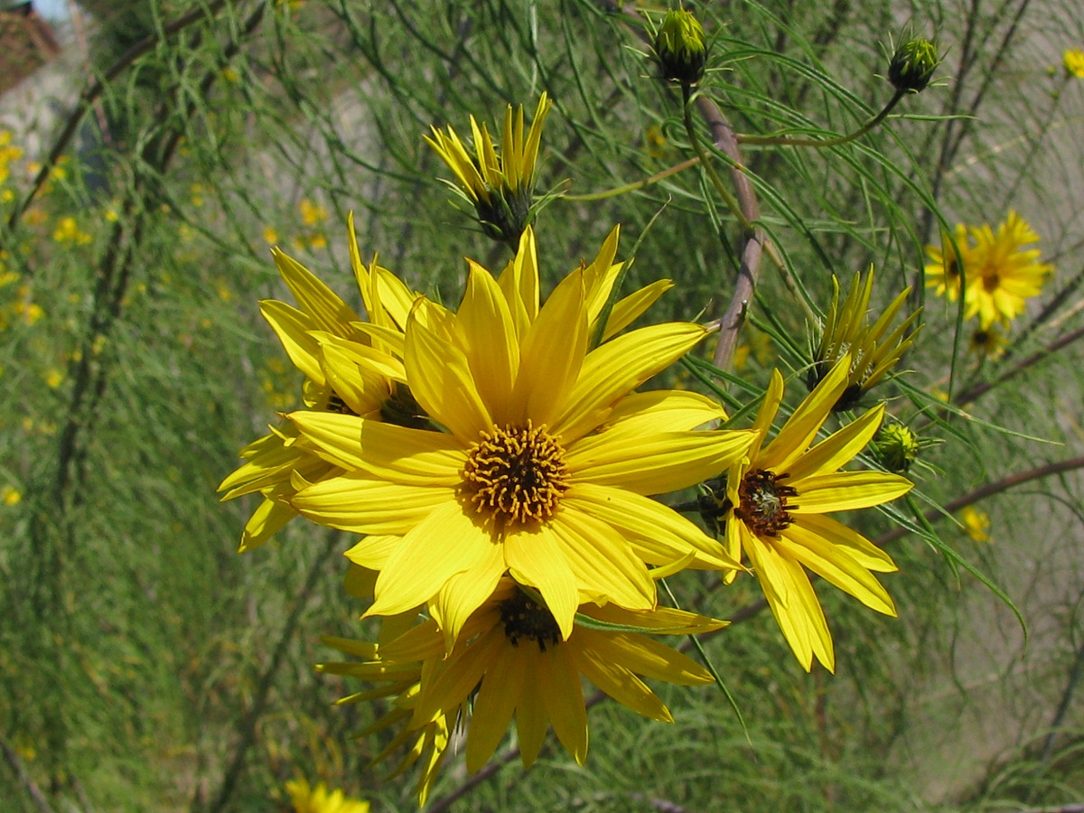 Image of Helianthus salicifolius specimen.