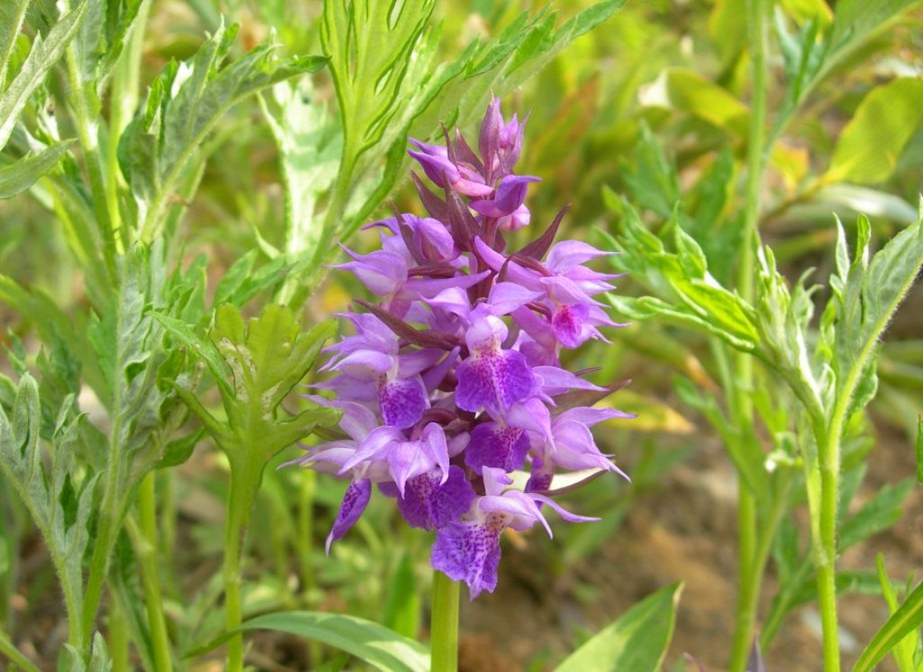 Image of Dactylorhiza aristata specimen.