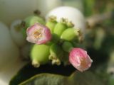 Symphoricarpos albus разновидность laevigatus. Цветки. Украина, г. Запорожье, ниже Малого рынка, в культуре. 30.08.2009.