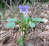 Viola canina