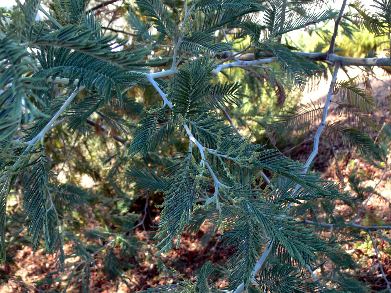 Image of Acacia dealbata specimen.