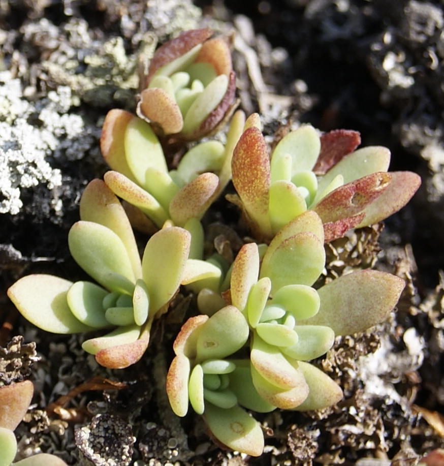 Image of Hylotelephium cyaneum specimen.