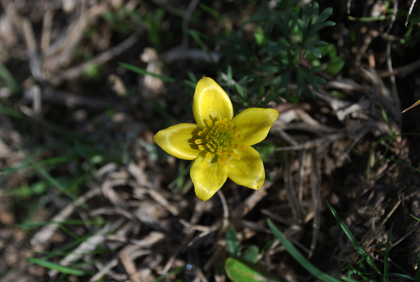 Изображение особи Anemone petiolulosa.