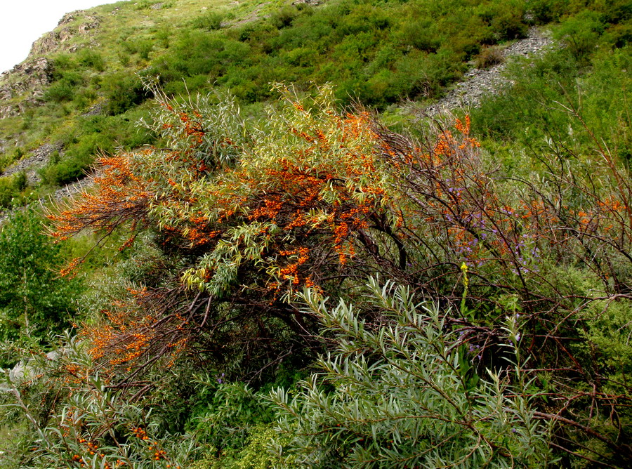 Image of Hippophae rhamnoides specimen.