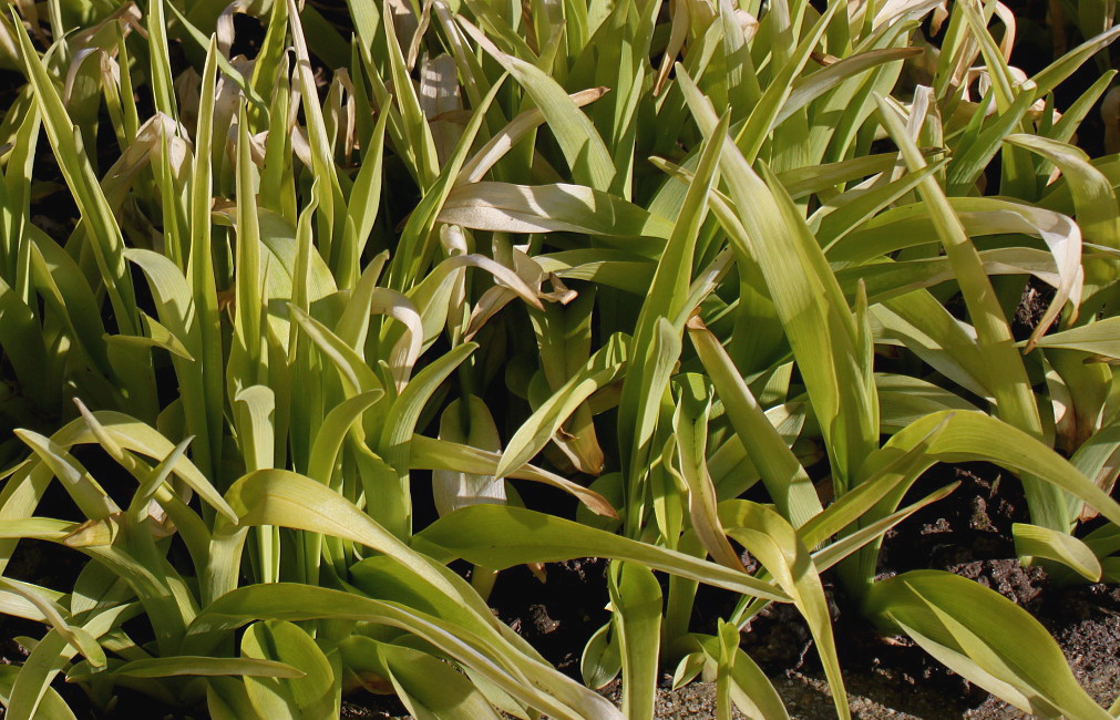 Image of Hemerocallis fulva specimen.