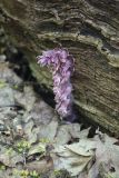 Lathraea squamaria. Цветущее растение в дубраве. Белгородская обл., \"Лес на Ворскле\". 06.05.2009.