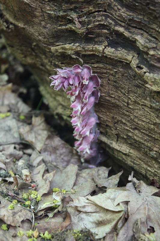 Image of Lathraea squamaria specimen.