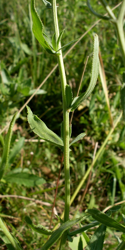 Изображение особи Achillea salicifolia.