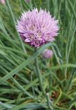 Allium schoenoprasum