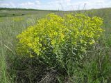 Euphorbia stepposa