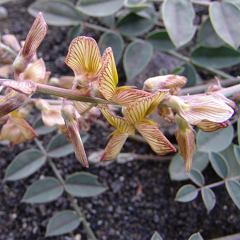 Image of Onobrychis hohenackeriana specimen.