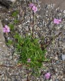 Saponaria caespitosa