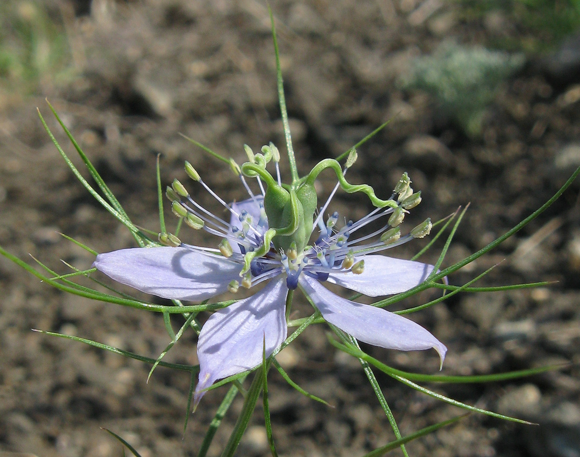 Изображение особи Nigella elata.