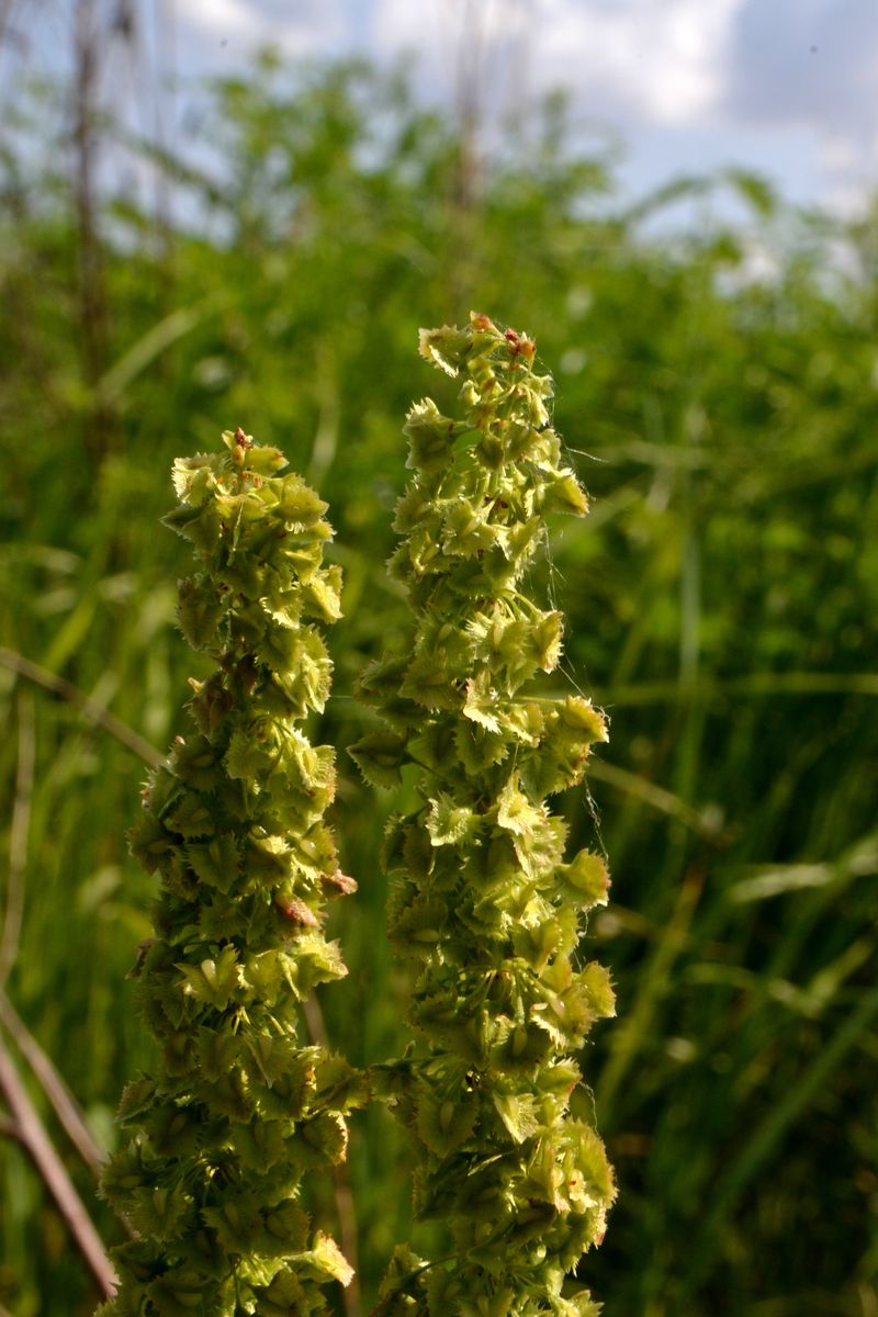 Image of Rumex stenophyllus specimen.