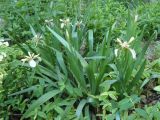 Iris foetidissima