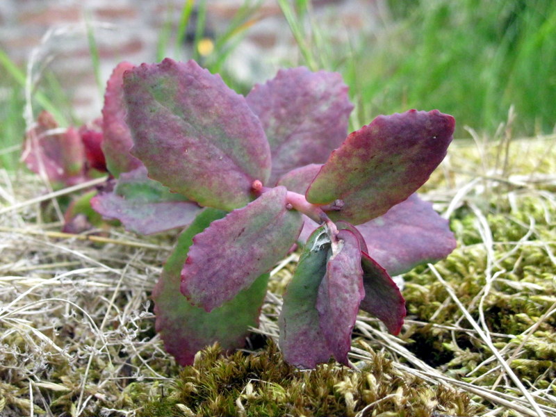 Image of Hylotelephium ruprechtii specimen.