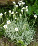 Cerastium biebersteinii