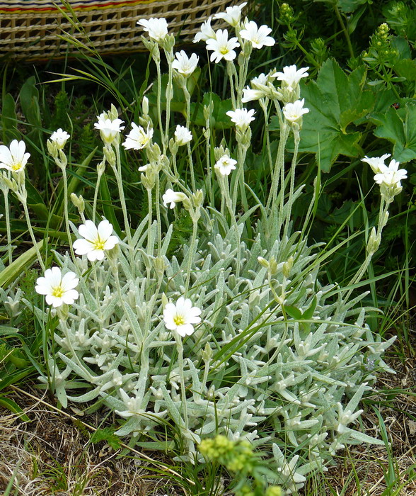 Изображение особи Cerastium biebersteinii.