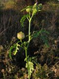 Hibiscus trionum