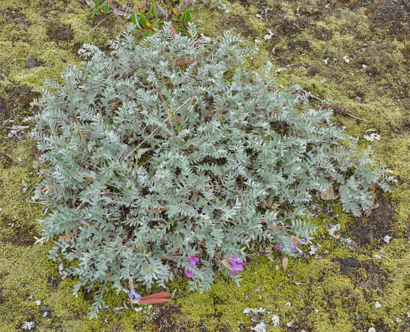 Image of Oxytropis kamtschatica specimen.