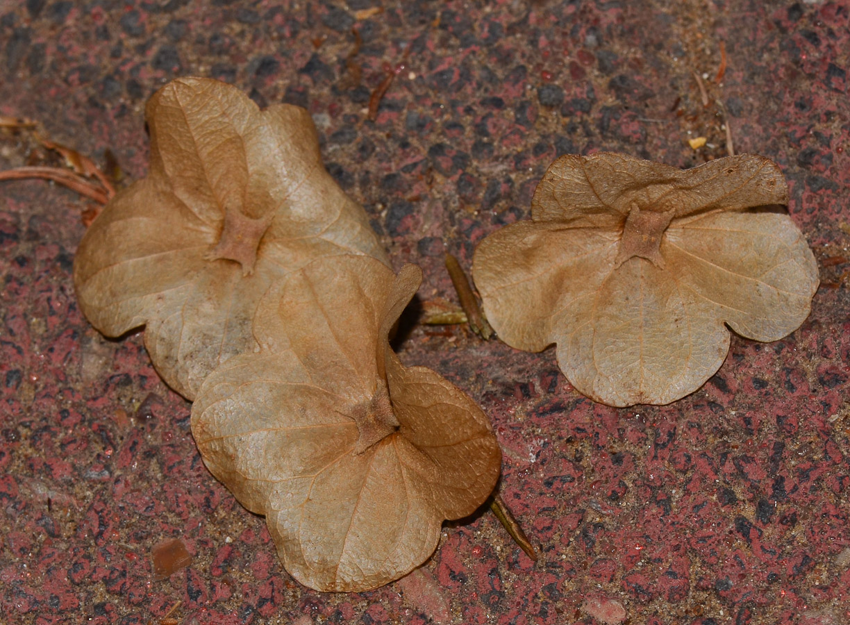 Image of Karomia speciosa specimen.