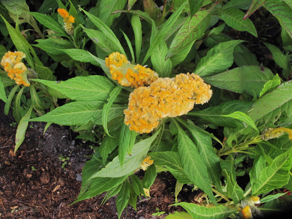 Image of Celosia cristata specimen.