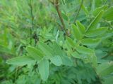 Hedysarum alpinum