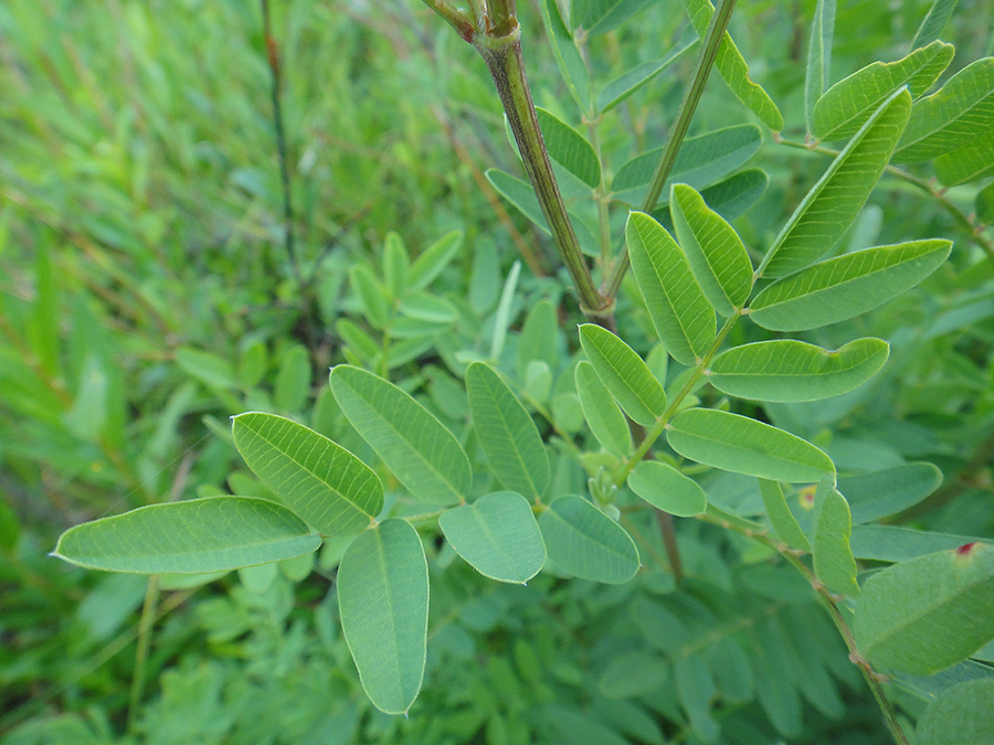 Изображение особи Hedysarum alpinum.
