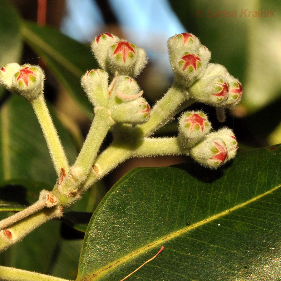 Изображение особи Metrosideros excelsa.