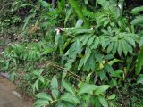 Hellenia speciosa. Цветущее растение. Таиланд, национальный парк Си Пханг-нга. 19.06.2013.