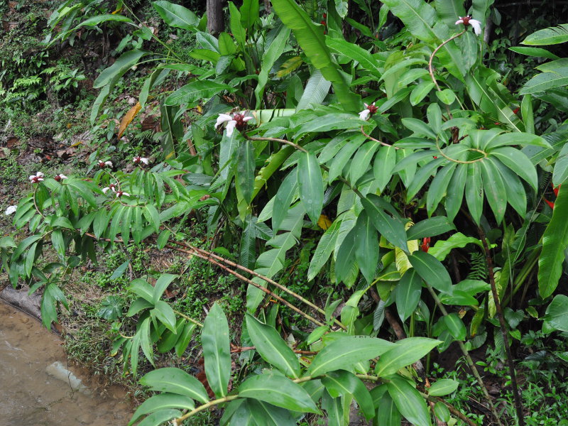 Изображение особи Hellenia speciosa.