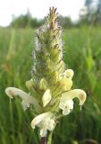 Pedicularis venusta