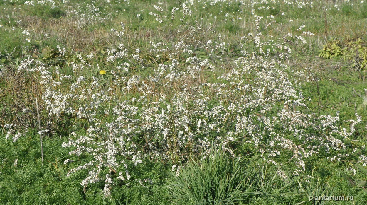 Изображение особи Polygonum pulchellum.