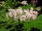 Filipendula glaberrima. Соцветие. Хабаровский край, Ванинский р-н, распадок в верховьях р. Левая Утэ. 19.07.2013.