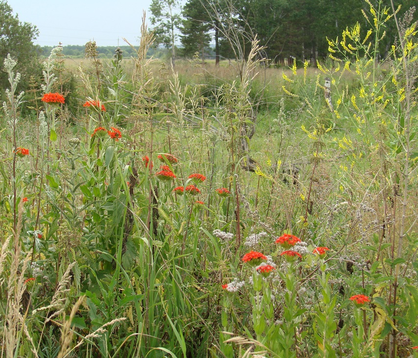 Изображение особи Lychnis chalcedonica.