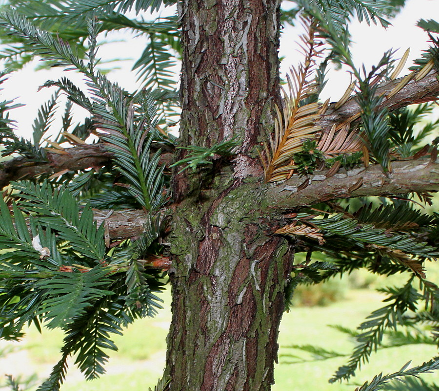 Изображение особи семейство Taxaceae.