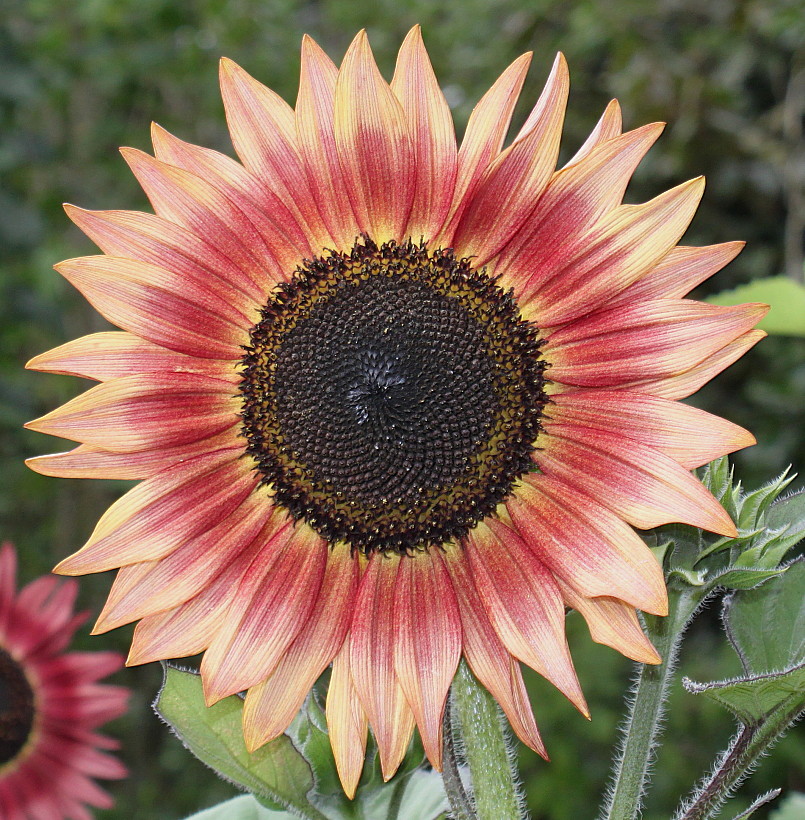 Image of Helianthus annuus specimen.