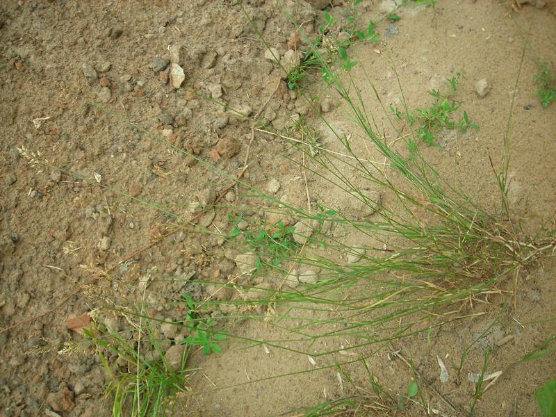 Image of Poa compressa specimen.