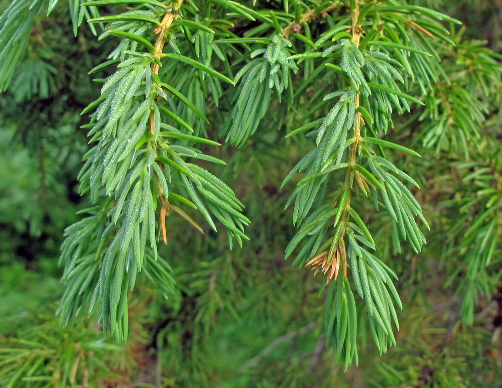 Изображение особи Juniperus rigida.