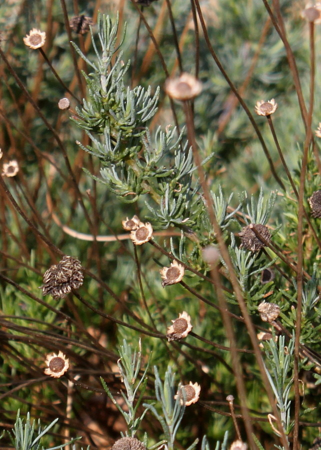 Изображение особи Santolina rosmarinifolia.