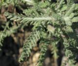 Achillea leptophylla