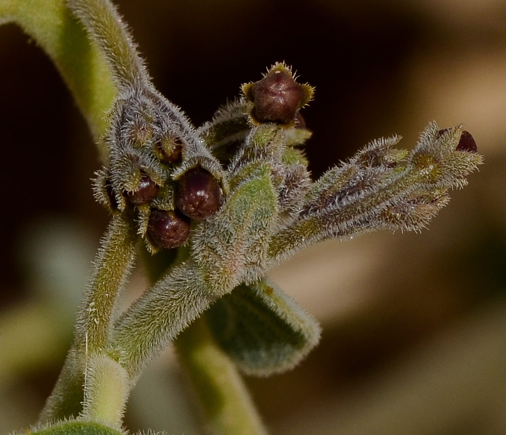 Image of Pergularia tomentosa specimen.