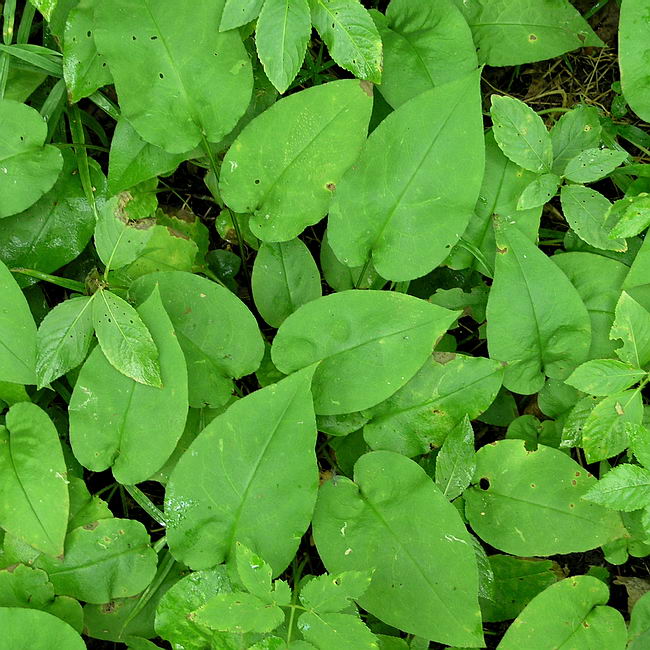 Image of Pulmonaria obscura specimen.