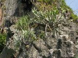 genus Euphorbia. Вегетирующие растения на известняковой скале над морем. Таиланд, провинция Краби, курорт Рейли. 13.12.2013.