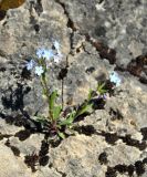 Myosotis alpestris. Цветущее растение. Краснодарский край, Апшеронский р-н, окр. пос. Мезмай, Гуамское ущелье, каменистый склон. 03.05.2014.