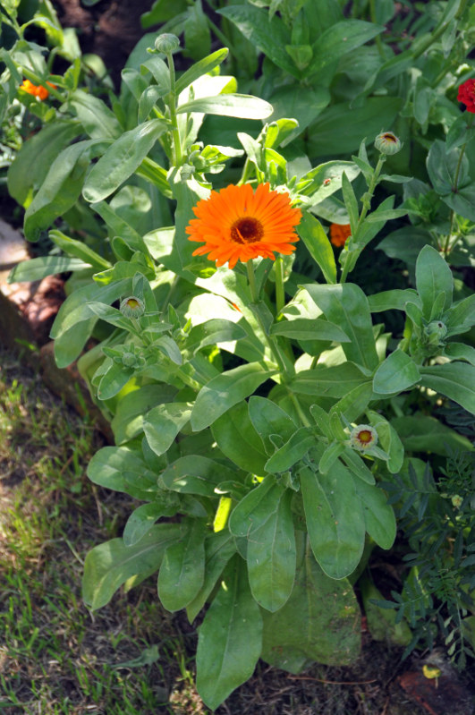 Изображение особи Calendula officinalis.