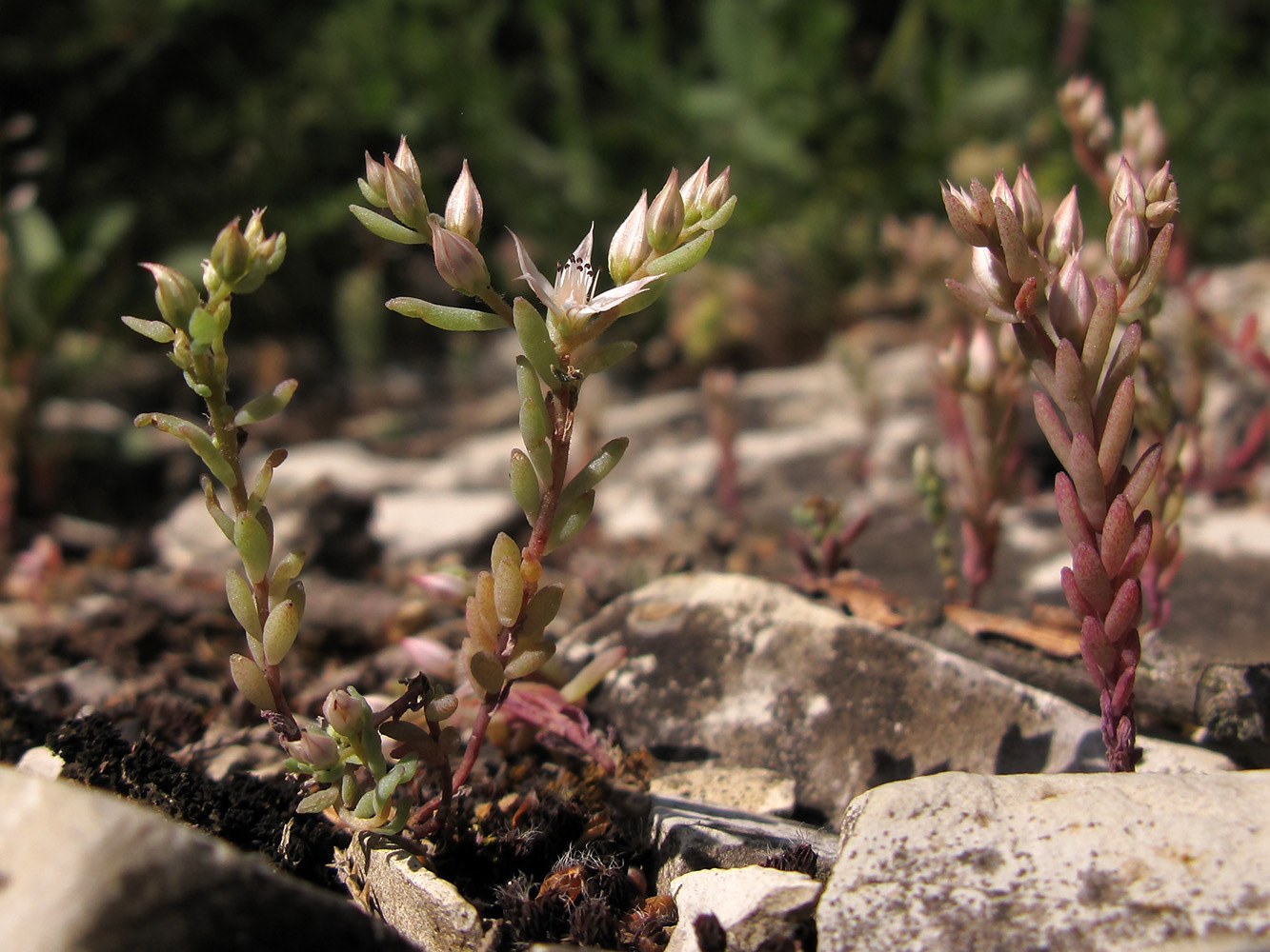 Изображение особи Sedum hispanicum.