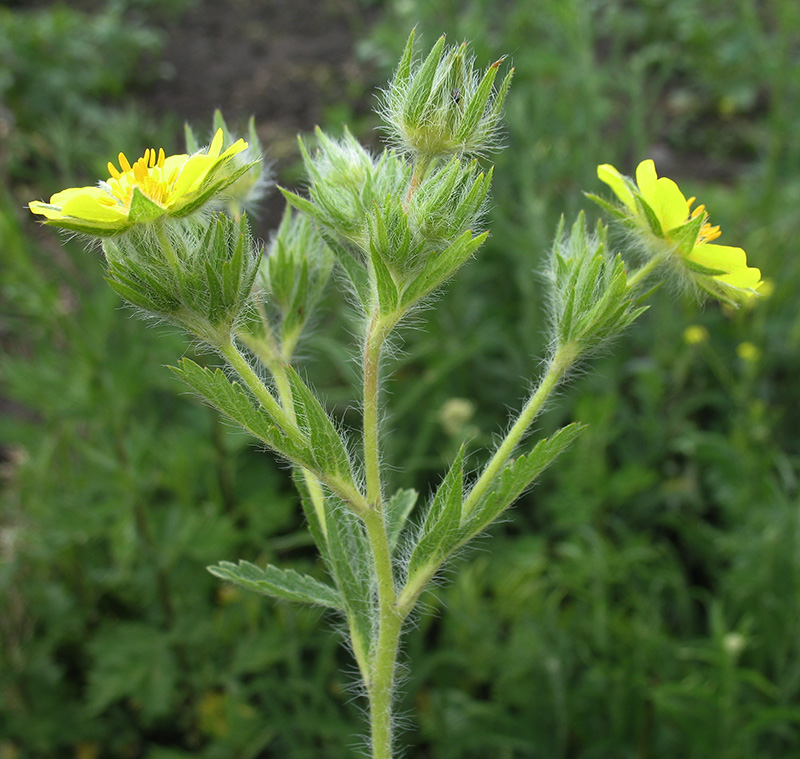 Изображение особи Potentilla recta.