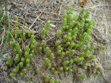 Sedum acre