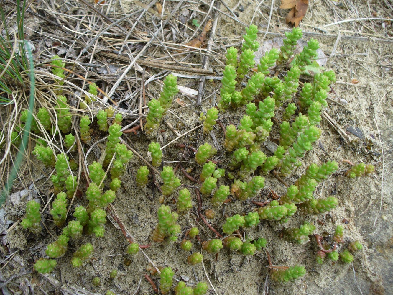 Image of Sedum acre specimen.